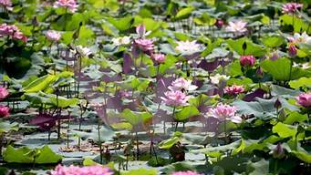 南沙湿地公园荷花_南沙湿地公园荷花什么时候开